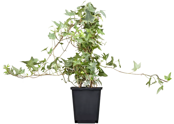 Hedera helix