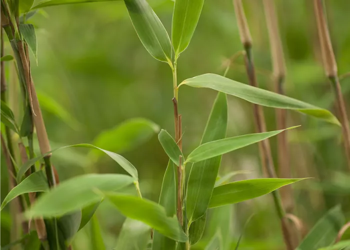 Fargesia murielae 'Super Jumbo'(s)