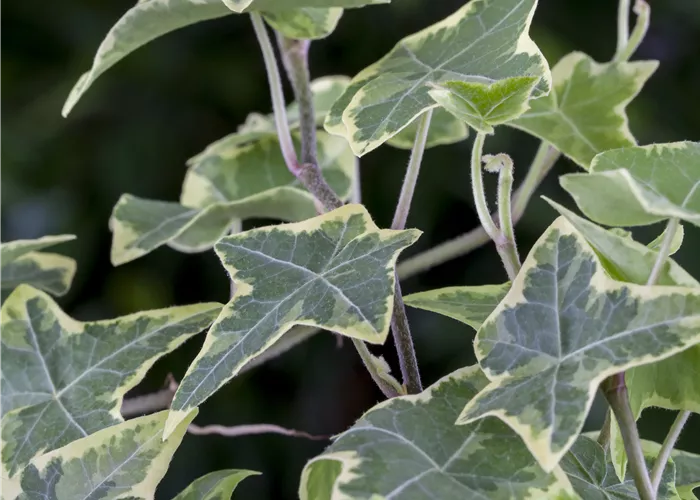 Hedera helix 'Little Diamond'