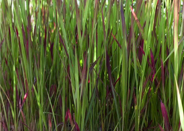 Imperata cylindrica