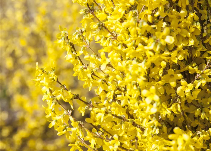 Forsythia x intermedia 'Week End'®