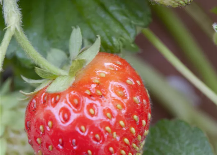 Fragaria x ananassa 'Senga®-Sengana®'