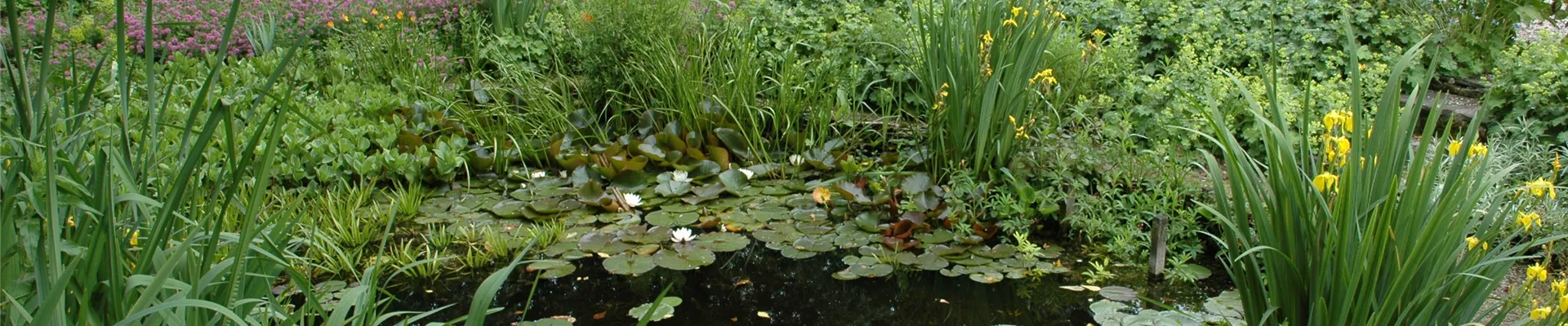 Gartenteich mit Seerosen