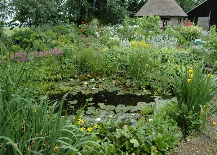 Wasserpflanzen im Garten und die perfekten Nachbarn