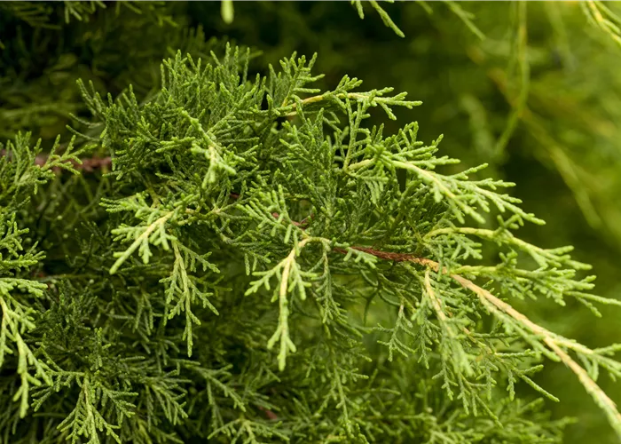 Juniperus x pfitzeriana