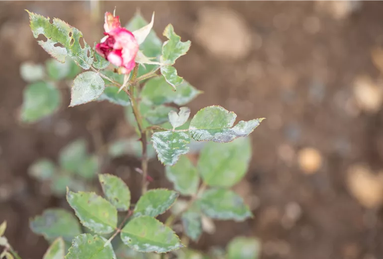 Mehltau an Rosen