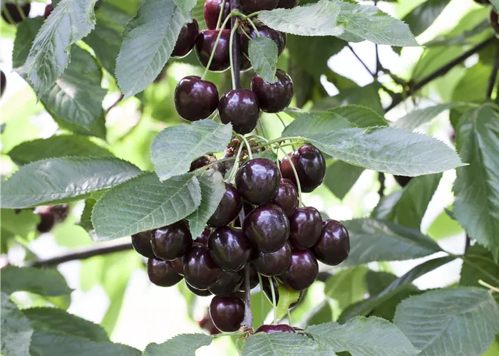 Prunus cerasus 'Schattenmorelle'