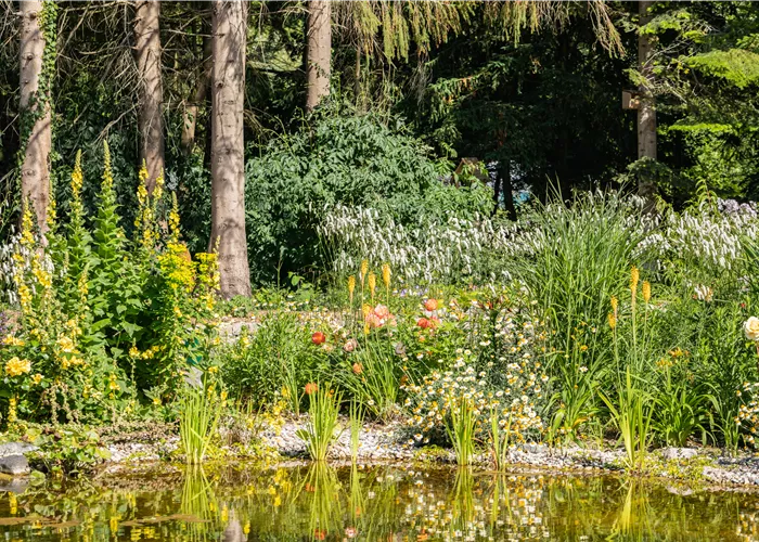 Wasserpflanzen und was sie im Teich so besonders macht