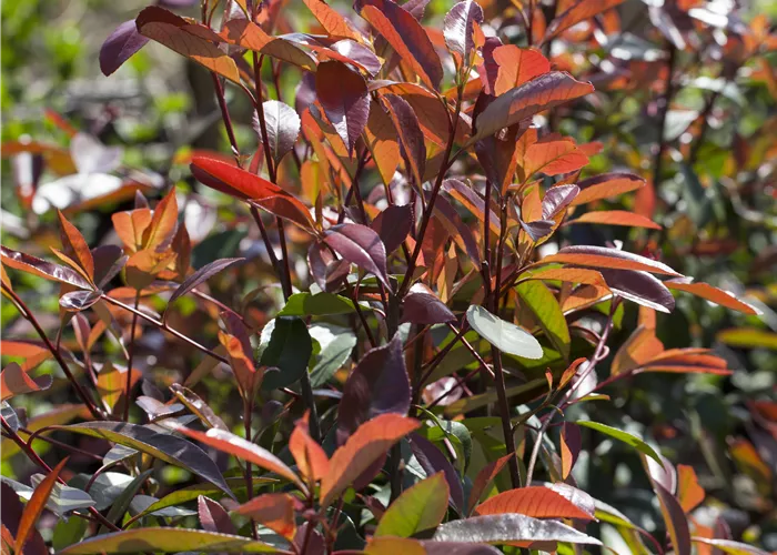 Photinia fraseri 'Red Robin'