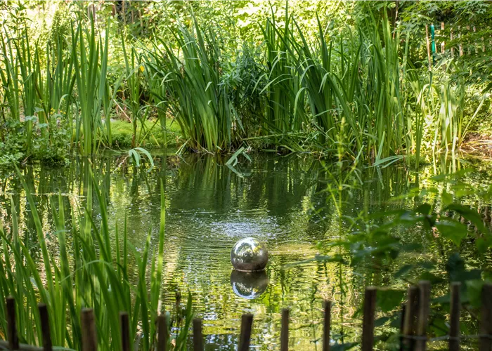 Wasserpflanzen zurückschneiden und damit jung halten