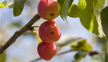 Zierapfel 'Red Sentinel'