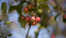 Zierapfel 'Red Sentinel'