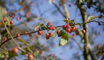 Zierapfel 'Red Sentinel'