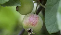 Zierapfel 'Red Sentinel'