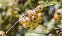 Zierapfel 'Red Sentinel'