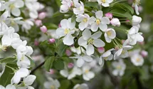 Zierapfel 'Red Sentinel'