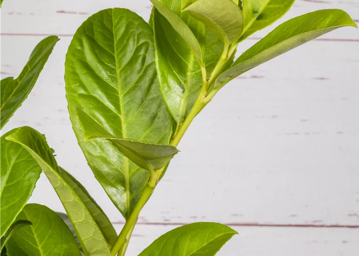 Prunus laurocerasus 'Novita'