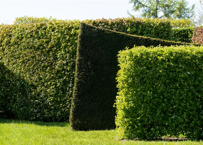 Die schönsten Heckenpflanzen für den Garten entdecken
