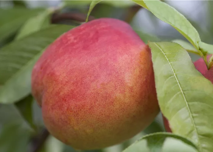 Prunus persica var. nucipersica