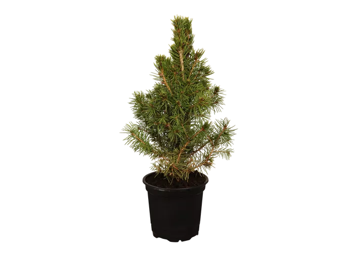 Picea glauca 'Conica'