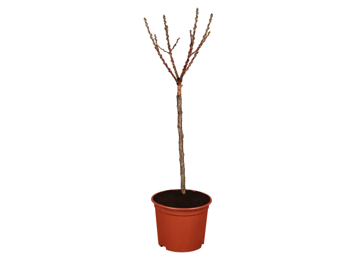 Prunus persica var. persica