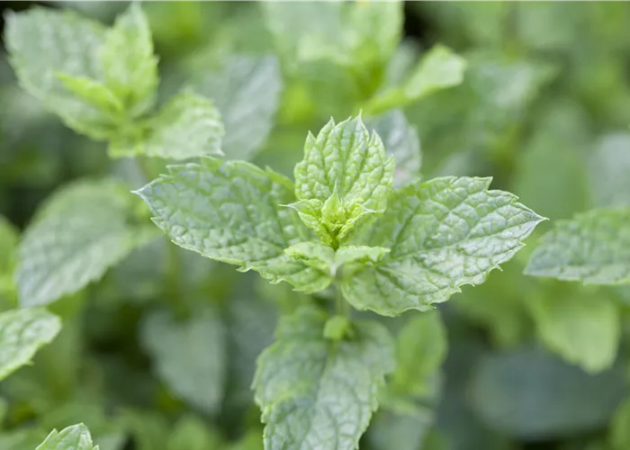 Mentha spicata 'Maroccan'