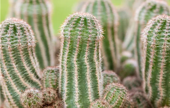 Krankheiten bei Kakteen und Sukkulenten behandeln