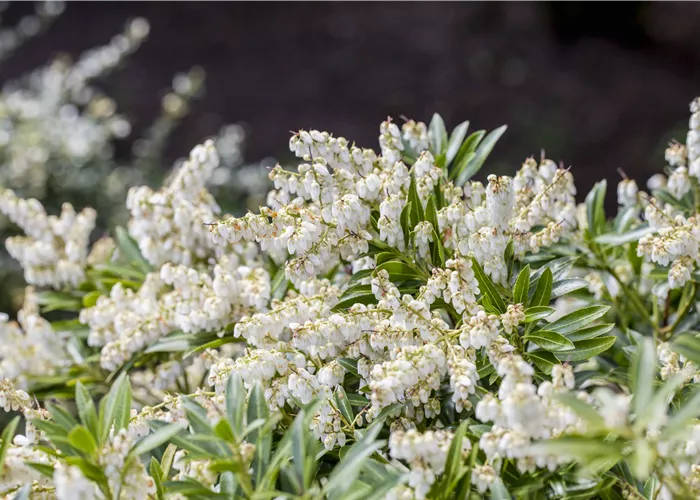 Pieris japonica 'Cupido'