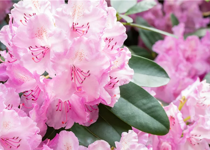 Rhododendronarten und -sorten – Die schönsten Kandidaten