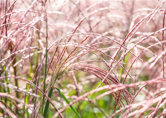 Gräser pflegen und dem Windspiel im Garten lauschen