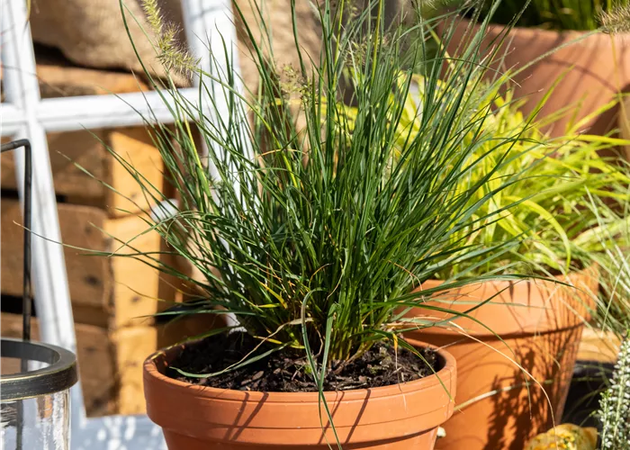 Pennisetum alopecuroides 'Little Bunny'
