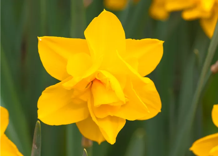 Narcissus Double