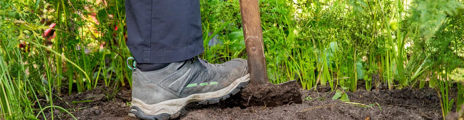 Gemüseernte - Karotten mit Spaten lockern