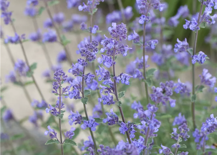 Nepeta x faassenii