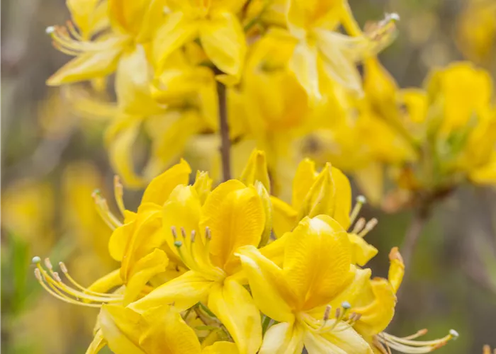 Rhododendron luteum
