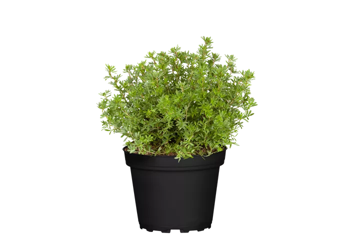 Potentilla fruticosa