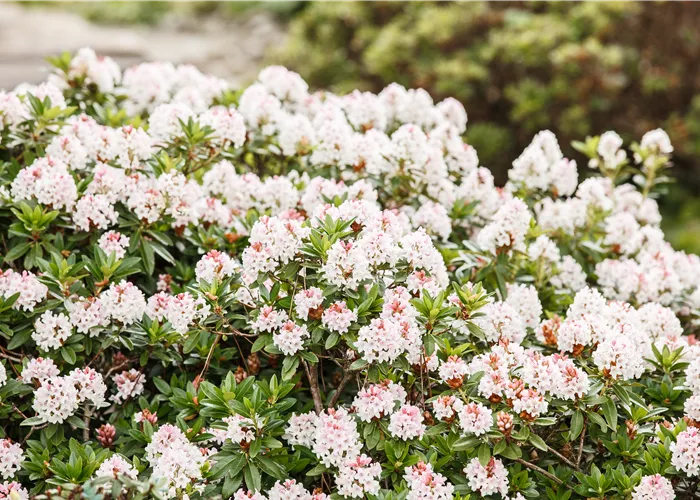 Rhododendron micranthum 'Bloombux'®