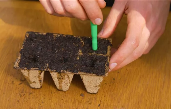 Romatomate - Pikieren