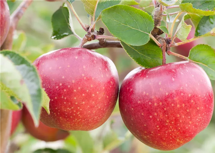 Obstgehölze vor Schädlingen schützen und die Ernte sichern