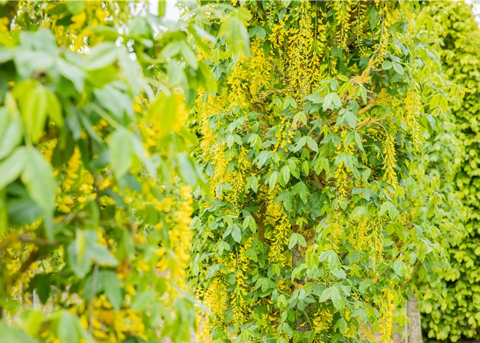 Laubgehölze einpflanzen – Gut gepflanzt ist halb gepflegt