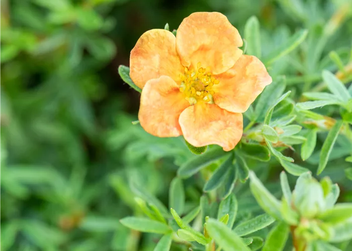 Potentilla fruticosa 'Red Ace'