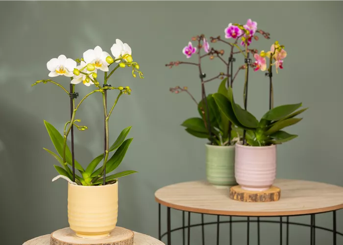 Orchideen pflanzen und Exotik genießen