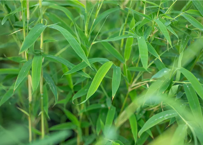 Krankheiten und Schädlinge an Bambus erkennen und vorbeugen