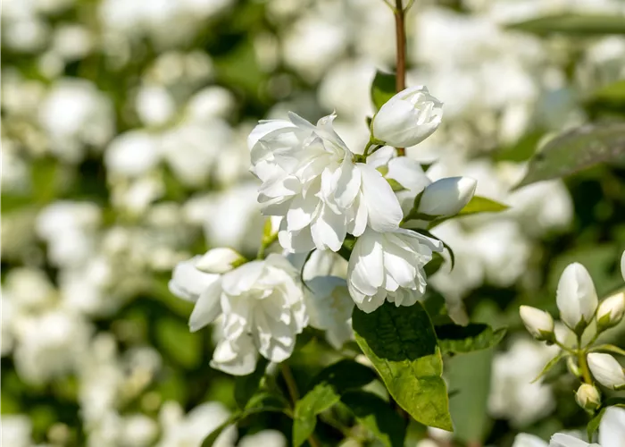 Philadelphus 'Schneesturm'