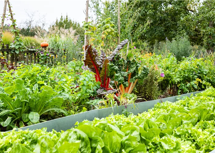 Kräuter und Gemüse für jeden Standort finden und pflanzen