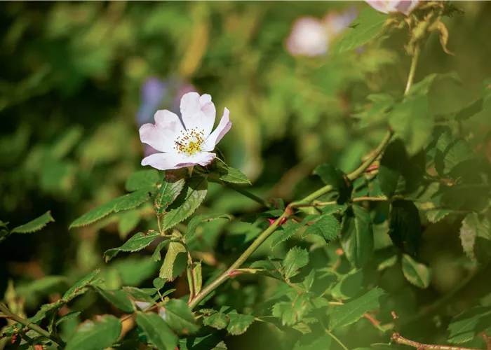 Rosa canina