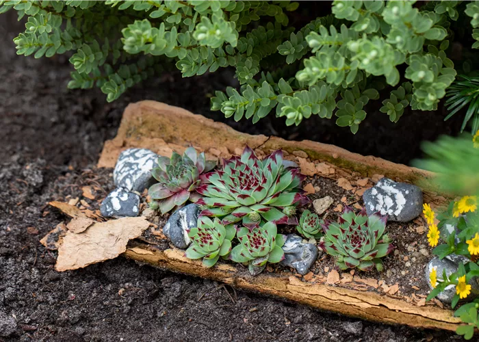 Sempervivum tectorum