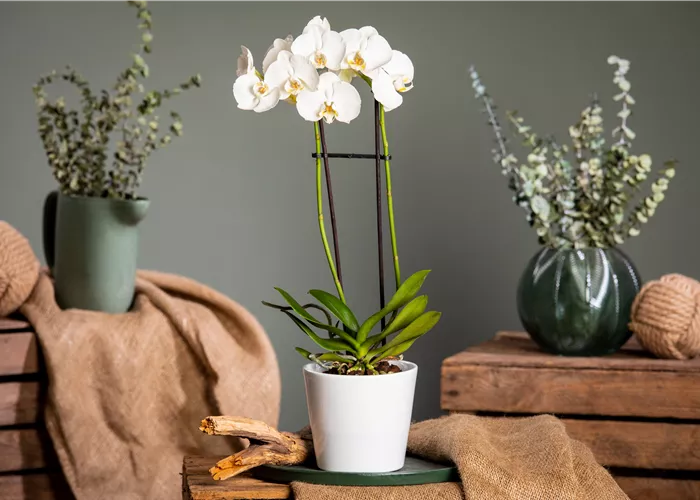 Orchideen pflegen für ein gesundes Wachstum 