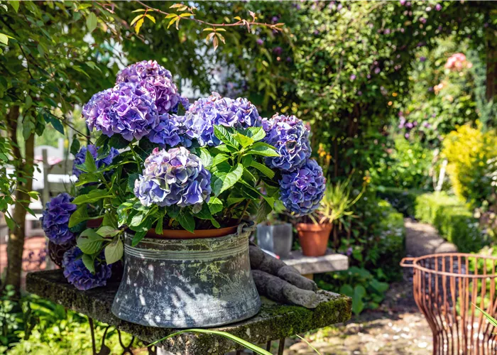 Hortensien pflanzen und pflegen leicht gemacht