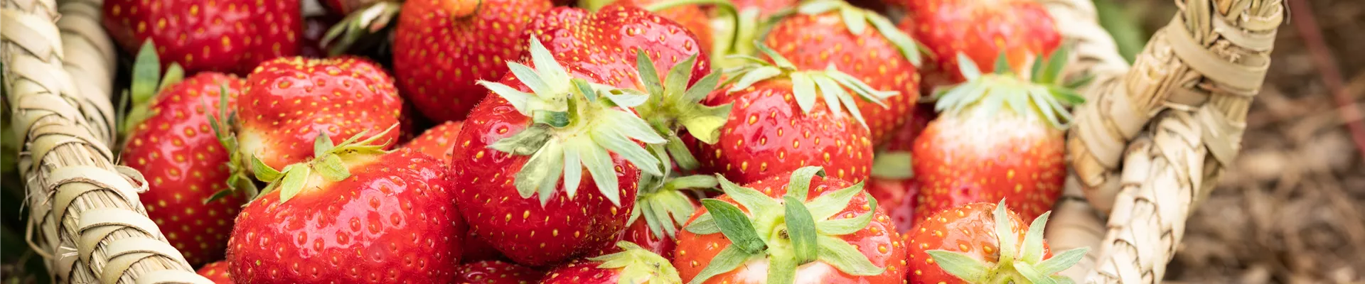 Fragaria x ananassa 'Malwina'